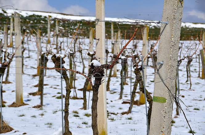 Le vignoble français mis à mal par le gel 