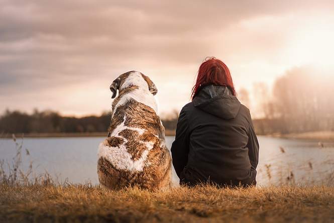 Les chiens, clé de la fontaine de Jouvence ? 