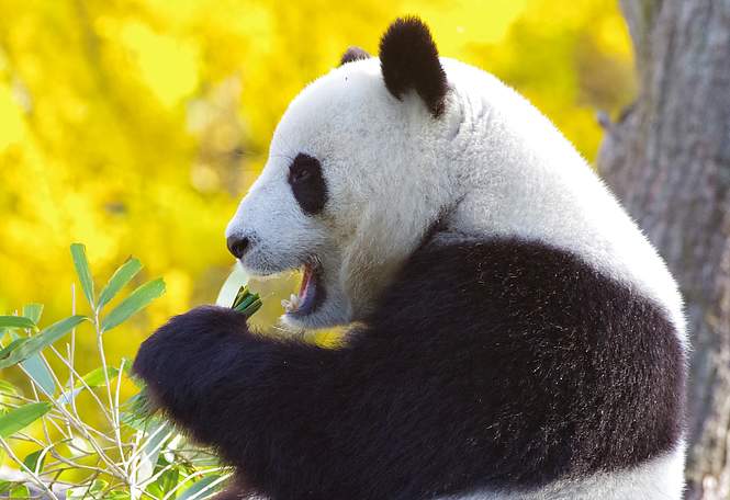 Le panda, l’arme de séduction massive de la Chine