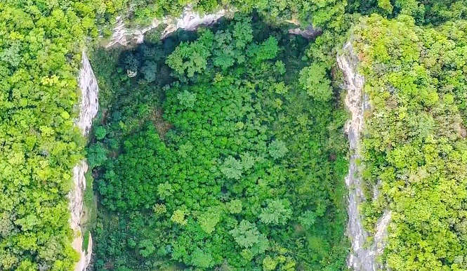 Chine : une forêt primitive découverte au fond d'un gouffre 