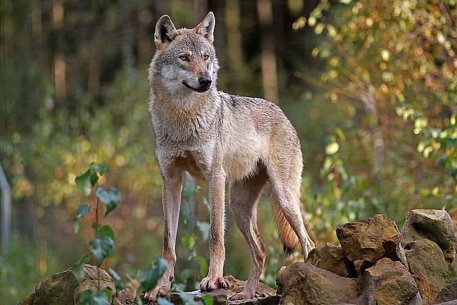 Le retour des loups en Europe