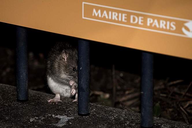 Paris, le rat le bol entre les poubelles