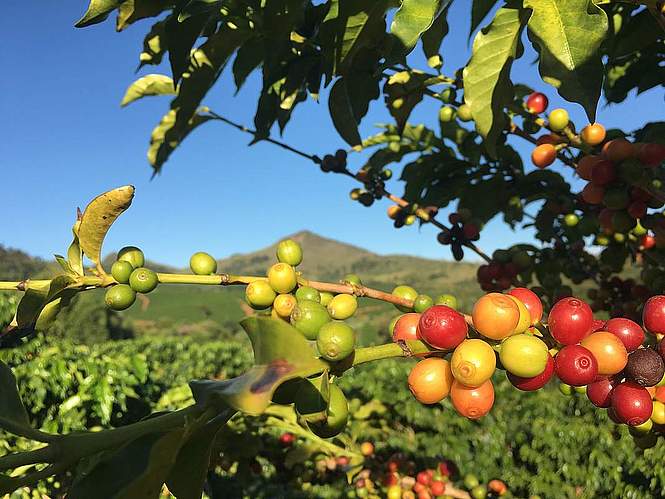 Le café est-il en danger ?