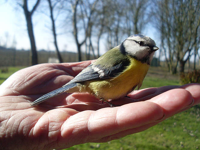 Mobiliser l’Europe pour sauver les oiseaux !