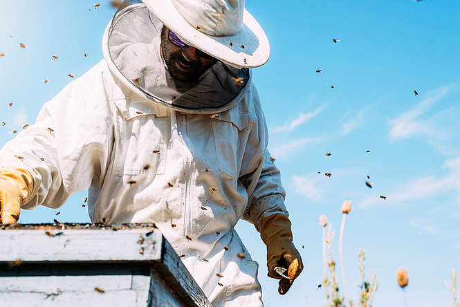 Sauver nos abeilles : une urgence nationale ! 