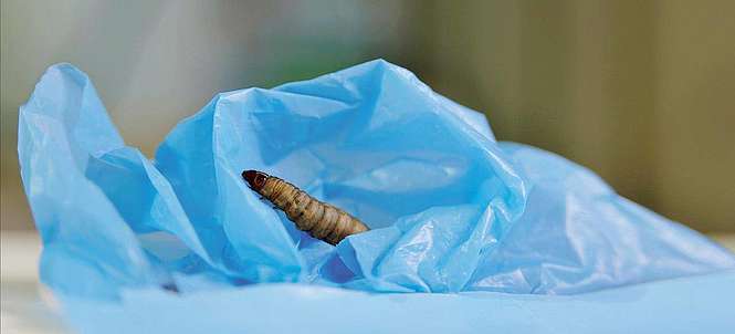 Une vilaine larve promue fée de la lutte contre le plastique