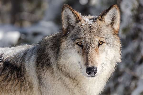 Quand le retour des loups change l’écosystème 