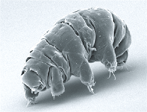 Des tardigrades sur la Lune ?