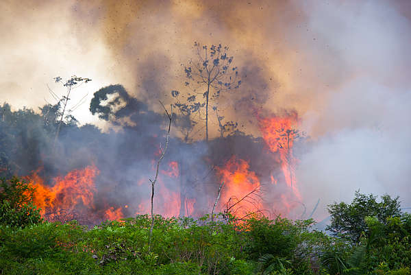 Où les « méga-feux » de l’Amazonie servent de contre-feux