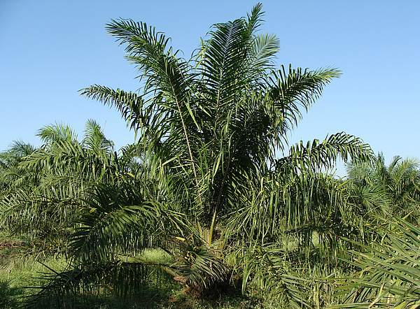 Qui se cache derrière les millions d'hectares dédiés à l'huile de palme